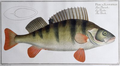 Persico: pubblicato da Black, c.1790 da Andreas Ludwig Kruger